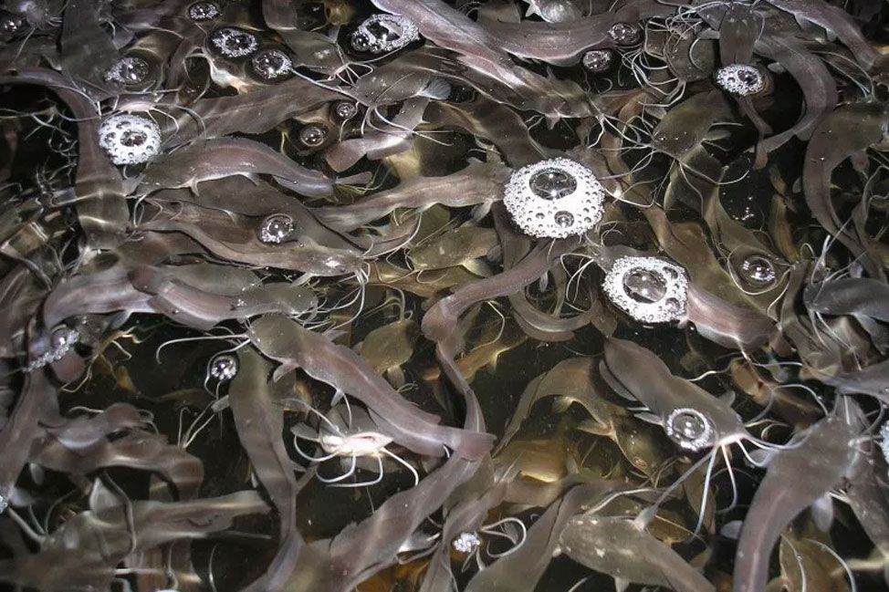 African catfish farming in RAS - warm-water technology | Aquafarmer